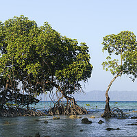 Buy canvas prints of Havelock Island Mangroves Andamans by Sonny Ryse