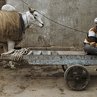 Buy canvas prints of Old Delhi Street scene and cow india by Sonny Ryse