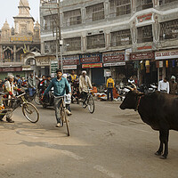 Buy canvas prints of Varanasi street scene india with cows by Sonny Ryse