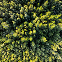 Buy canvas prints of Forest Aerial from above ireland by Sonny Ryse