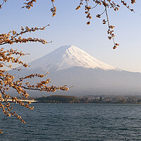 Buy canvas prints of Mount Fuji Cherry Blossom Japan by Sonny Ryse
