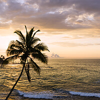 Buy canvas prints of Sri Lanka beach and palm trees sunset by Sonny Ryse