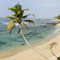 Buy canvas prints of Sri Lanka beach and palm trees by Sonny Ryse