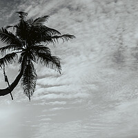 Buy canvas prints of Sri Lanka Palm tree black and white by Sonny Ryse
