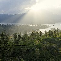 Buy canvas prints of Sri Lanka Tea fields Maskeliya 2 by Sonny Ryse