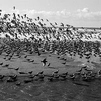 Buy canvas prints of Flock of Birds on the California Coast by Sonny Ryse