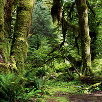 Buy canvas prints of Hall of Mosses Forest Olympic National Park USA by Sonny Ryse