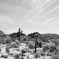 Buy canvas prints of Joshua Tree national park Black and white USA by Sonny Ryse