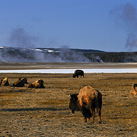 Buy canvas prints of Yellowstone National Park Byson and Geysers USA by Sonny Ryse