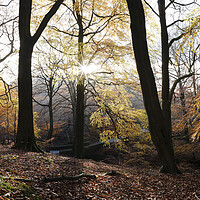 Buy canvas prints of Autumn Forest in the Peak District by Sonny Ryse
