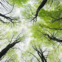 Buy canvas prints of Looking up in the forest by Sonny Ryse