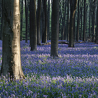Buy canvas prints of Sea of Bluebells in Micheldever forest by Sonny Ryse