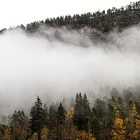 Buy canvas prints of Norwegian forest in the mist by Sonny Ryse