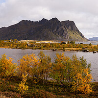 Buy canvas prints of Rolvsfjorden Fjord in Autumn Vestvagoya Lofoten Islands by Sonny Ryse