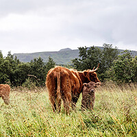Buy canvas prints of Scottish Highland Cows Coos and Calves Herd by Sonny Ryse