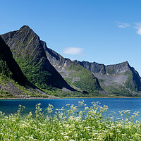 Buy canvas prints of Senja Island Steinfjorden mountains Norway by Sonny Ryse