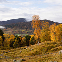 Buy canvas prints of Sheep herd Gravfeltet Vang Autumn Norway by Sonny Ryse