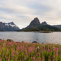 Buy canvas prints of Sloverfjorden Pink Fireweed Flowers Austvagoya Lofoten Islands by Sonny Ryse