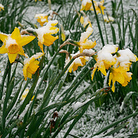 Buy canvas prints of Spring Flowers covered in snow by Sonny Ryse