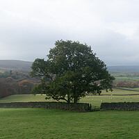 Buy canvas prints of Wharfedale Fields Autumn Yorkshire Dales.jpg by Sonny Ryse