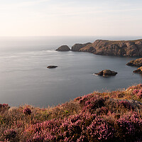 Buy canvas prints of Strumble head heather pembrokeshire wales by Sonny Ryse
