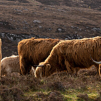 Buy canvas prints of Highland cow coo herd 1 by Sonny Ryse