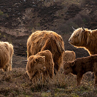 Buy canvas prints of Highland cow coo calves herd 2 by Sonny Ryse