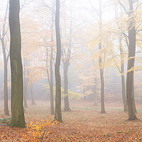 Buy canvas prints of Misty English autumn forest woodland Yorkshire dales by Sonny Ryse