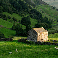 Buy canvas prints of Swaledale dry stone walls and barns Yorkshire Dales England by Sonny Ryse