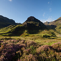 Buy canvas prints of Three sisters mountains and Heather Glencoe Scotland by Sonny Ryse