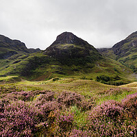Buy canvas prints of Three sisters mountains and Heather Glencoe Scottish Highlands by Sonny Ryse