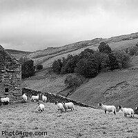 Buy canvas prints of Swaledale Yorkshire dales far and sheep black and white by Sonny Ryse