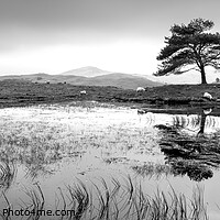 Buy canvas prints of Kelly Hall Tarn Lake district black and white by Sonny Ryse