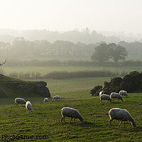 Buy canvas prints of Yorkshire Dales Sheep by Sonny Ryse