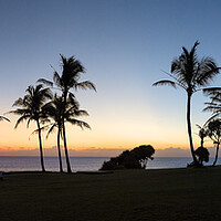 Buy canvas prints of Sunset Palm Trees by Sonny Ryse