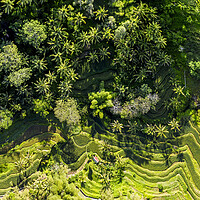 Buy canvas prints of Tegallalang Rice Terrace aerial bali indonesia by Sonny Ryse