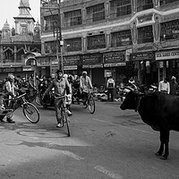Buy canvas prints of Varanasi street scene india with cows Black and white by Sonny Ryse