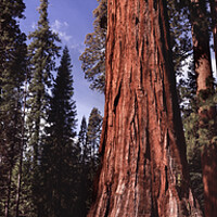Buy canvas prints of Yosemite Giant Sequoia forest by Sonny Ryse