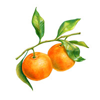 Buy canvas prints of Two tangerines on a branch with leaves by Andrea Danti