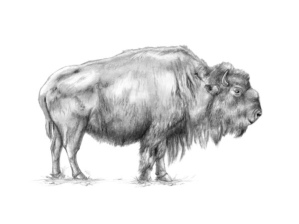 American bison Picture Board by Andrea Danti