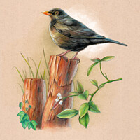Buy canvas prints of Blackbird on a wood pole by Andrea Danti