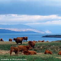 Buy canvas prints of Highland Cows at Duart Castle, Mull, Scotland by Wall Art by Craig Cusins
