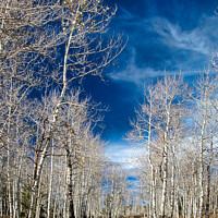 Buy canvas prints of Aspens Winter, Wyoming by Wall Art by Craig Cusins