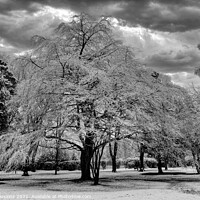 Buy canvas prints of Snow Trees 1 by Wall Art by Craig Cusins