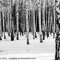 Buy canvas prints of Russian Winter Birch Forest by Wall Art by Craig Cusins