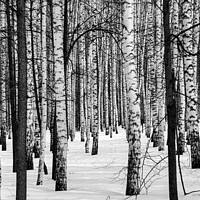 Buy canvas prints of Russian Winter Forest by Wall Art by Craig Cusins