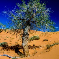 Buy canvas prints of Lone Tree in the Desert by Wall Art by Craig Cusins