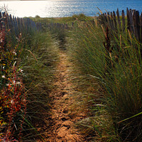 Buy canvas prints of The Path to The Beach by Wall Art by Craig Cusins
