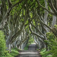 Buy canvas prints of The Dark Hedges, Antrim, Northern Ireland. by kenneth Dougherty