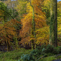 Buy canvas prints of Autumn trees by kenneth Dougherty